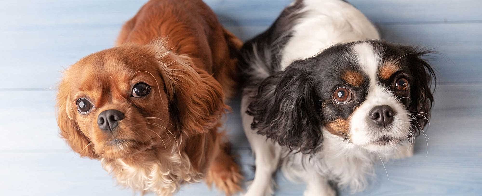 Kafessiz Konaklama...