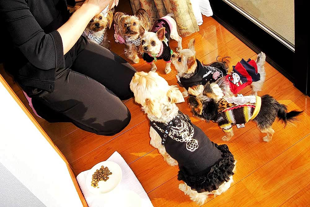 İstanbul Köpek Oteli Fiyatları