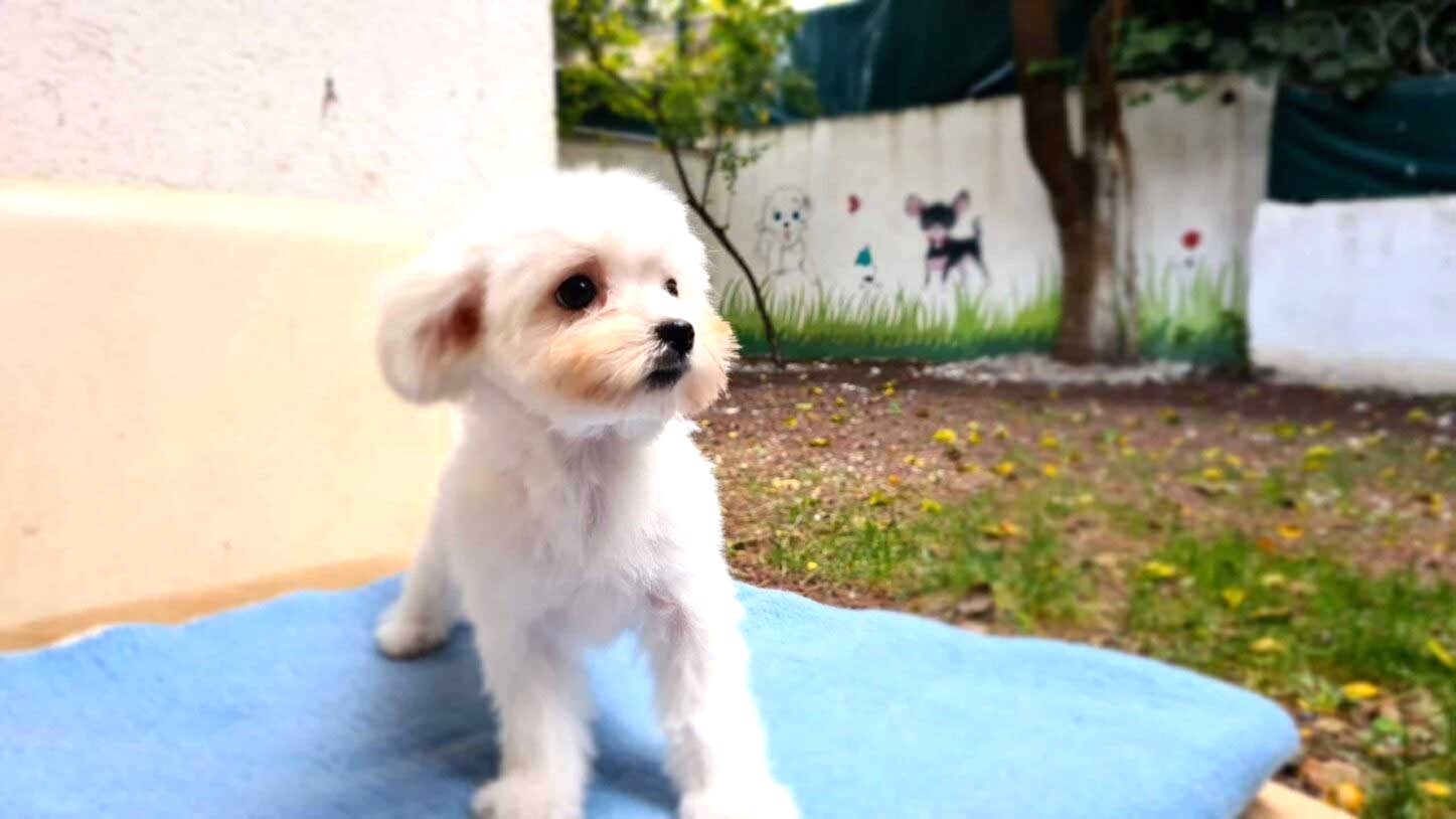 Keyifli Patim Pet Otel